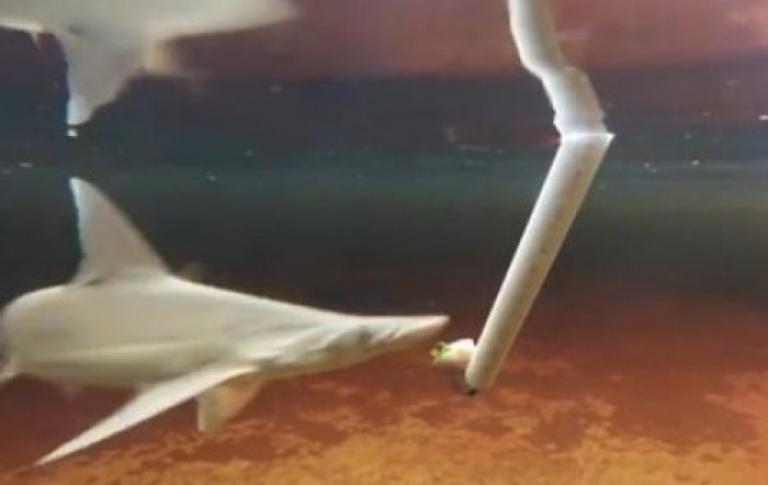 Ученые нашли первую в мире травоядную акулу