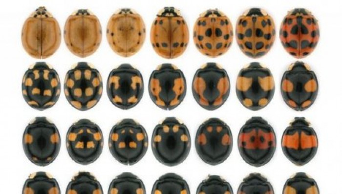 Ученые выяснили, от чего зависит цвет божьей коровки