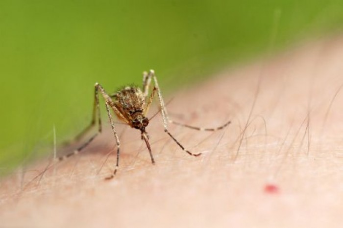 Вирус West Nile приближается к Молдове