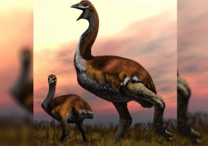 Зоологи определили самую крупную птицу в истории