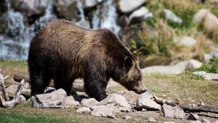 Американского охотника чуть не убил застреленный им же медведь