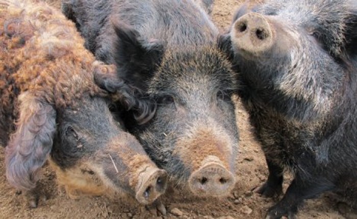 Бельгиец может получить до пяти лет тюрьмы за охоту в зоне "свиной чумы"
