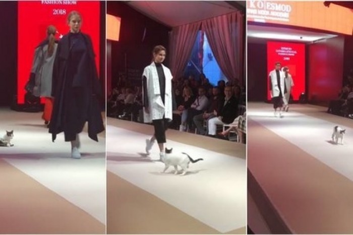 Бездомная кошка научила моделей ходить по подиуму во время показа