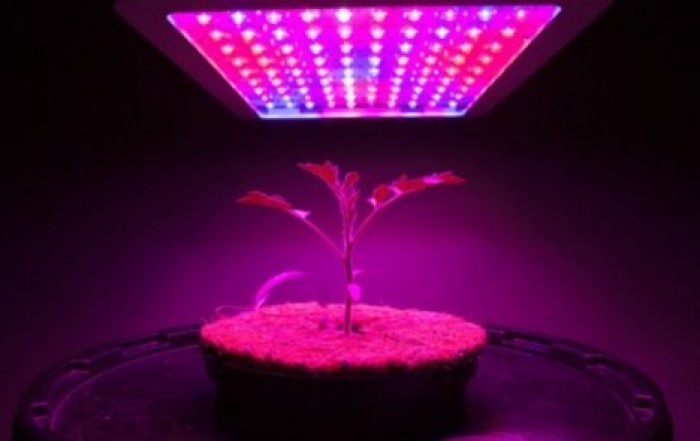 На МКС будут выращивать каннабис