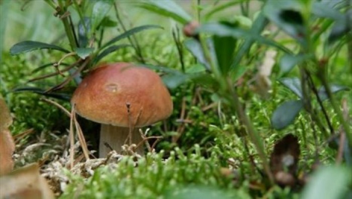 Найден самый большой организм на Земле