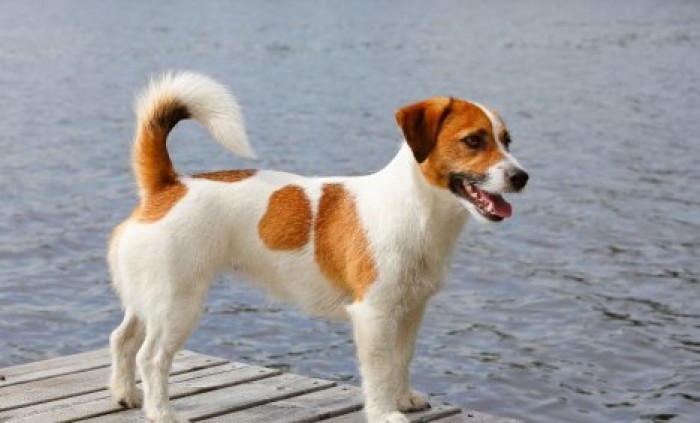 Не умнее остальных животных: ученые опровергли миф о необыкновенном интеллекте собак