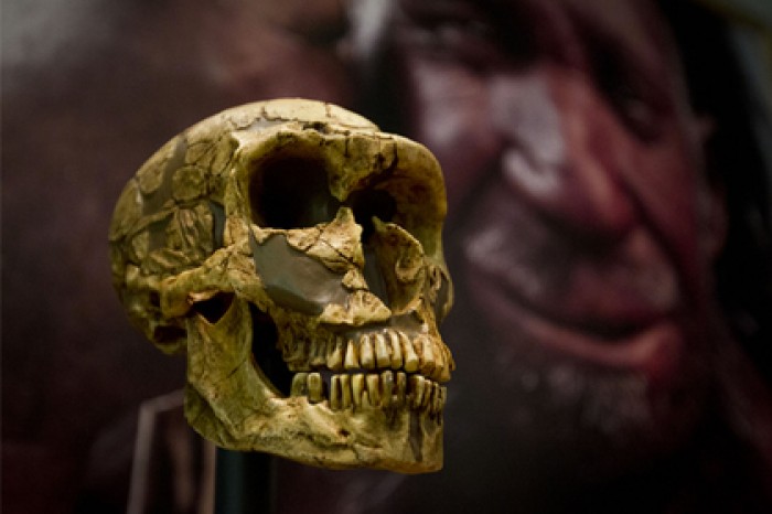 Опровергнута популярная эволюционная гипотеза