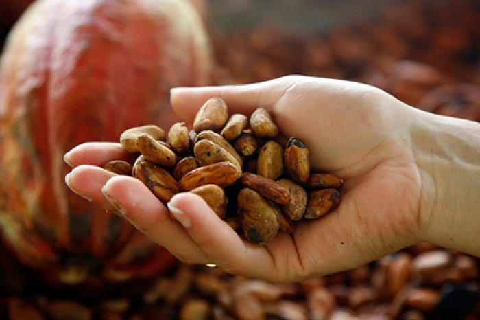 Раскрыта тайна происхождения шоколада