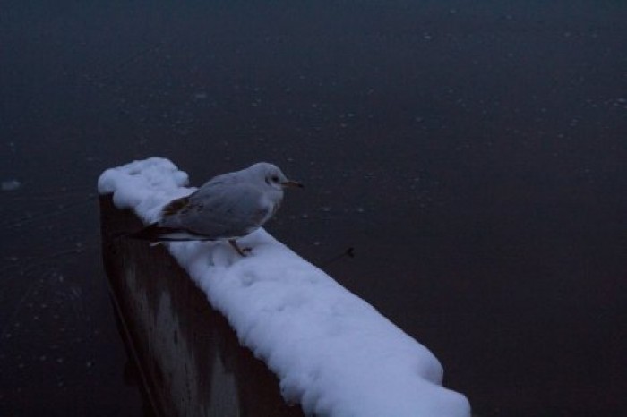 Шведские ученые рассказали о смертельной опасности зимы