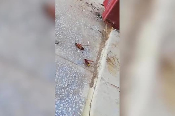 Смертельная схватка шершня и таракана попала на видео