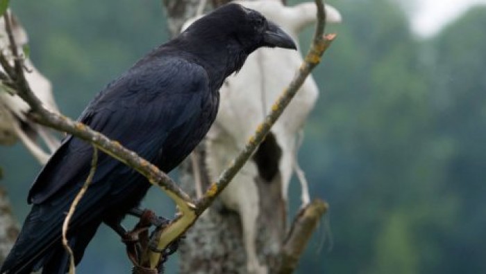 Ученые обнаружили у ворон способность создавать сложные механизмы