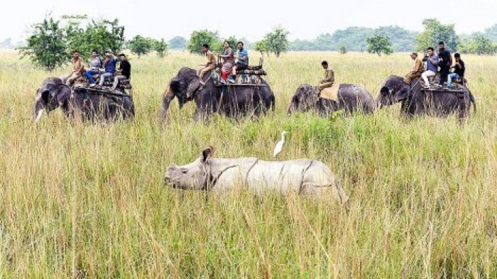 Ученые предрекли исчезновение крупных млекопитающих к концу XXI века