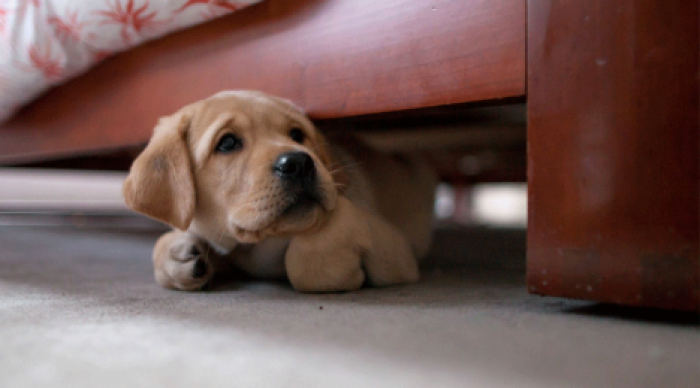 Ученые рассказали, как спасти собаку от фейерверков