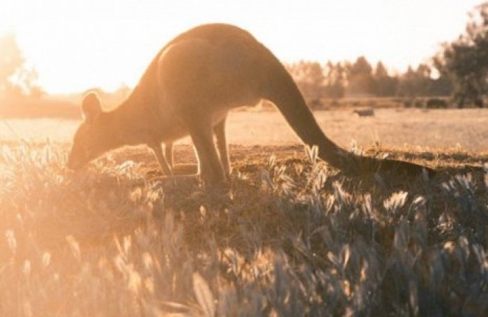 Ученые выяснили происхождение кенгуру в Австралии