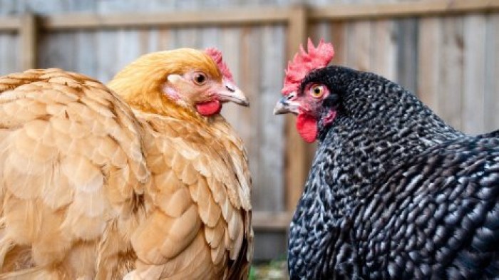 Вегетарианцы придумали наггетсы из куриных перьев