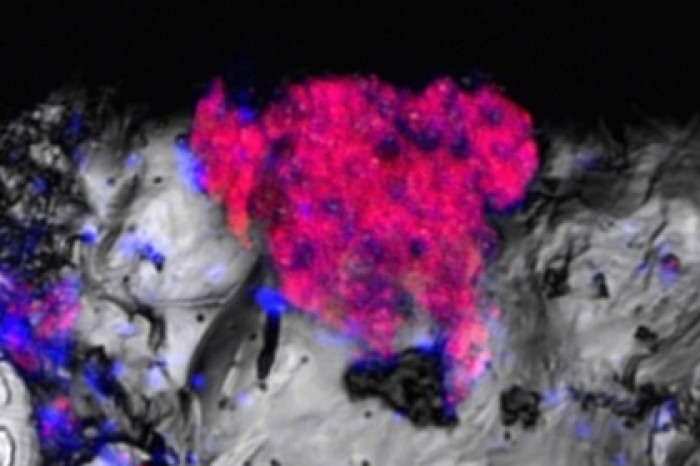 В глубокой скважине нашли загадочных существ