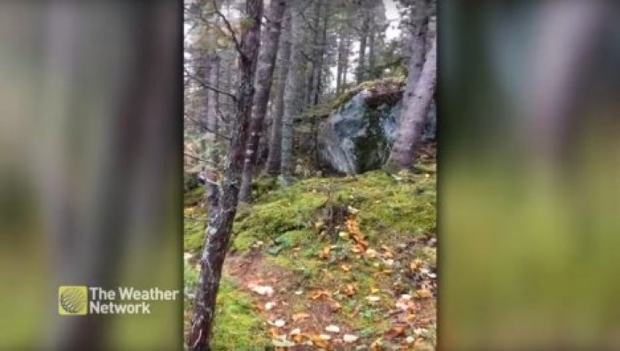 В канадском лесу засняли, как земля вздымается под ногами