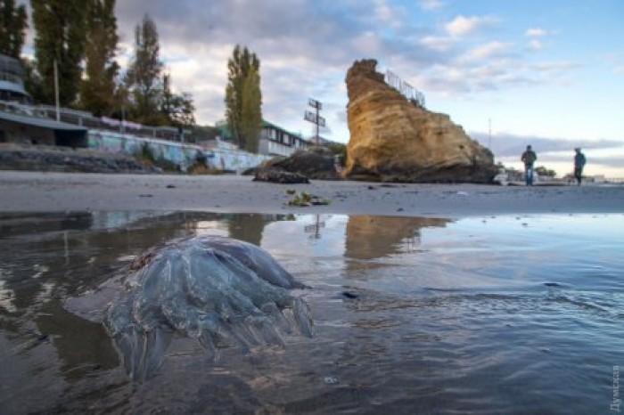 В Одессе отступило море