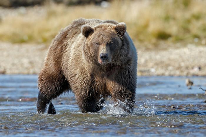 Медведь задрал женщину с младенцем и погиб от пули ее мужа