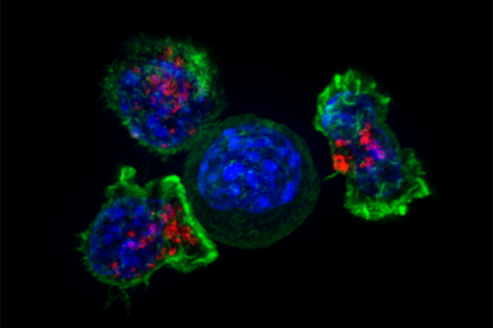 Найдено средство против особо опасных форм рака