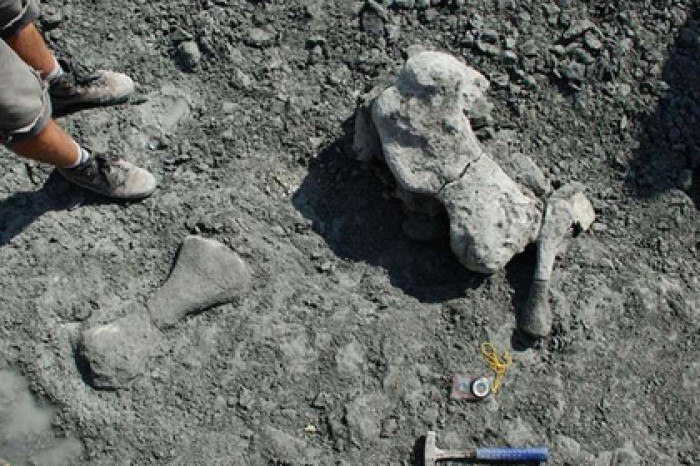 Найдены останки загадочного звероящера