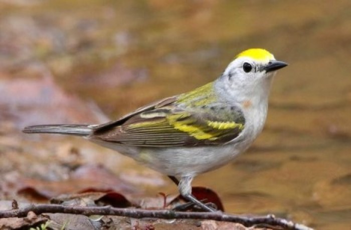 Необычная птица сбила с толку ученых