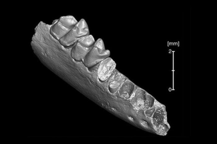 Опровергнуто популярное представление о предке человека