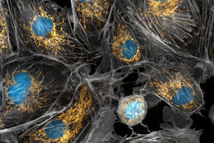 Опровергнуто устоявшееся представление о ДНК