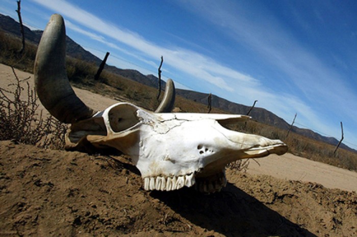 Предсказано полное вымирание дикой природы