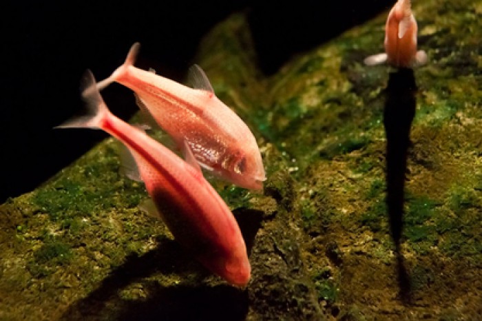 Раскрыт секрет полной регенерации сердца