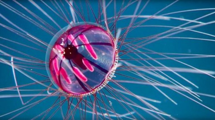 У берегов Пуэрто-Рико океанологи нашли "психоделическую" медузу