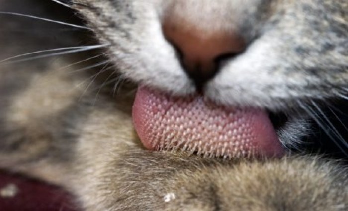 Ученые раскрыли главный секрет шершавого языка у кошек