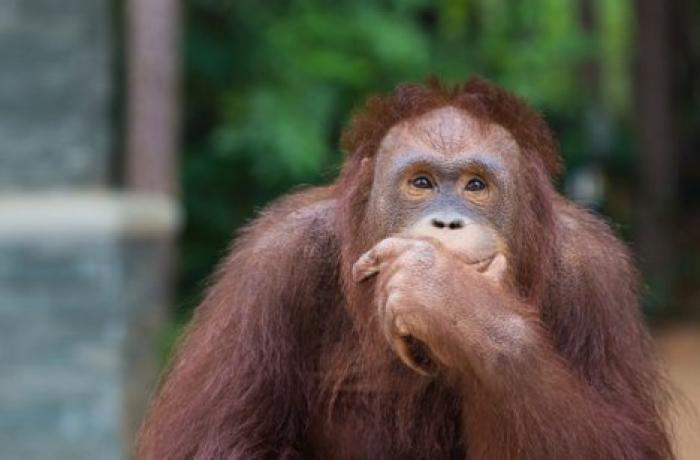 Ученые рассказали, как животные строят планы