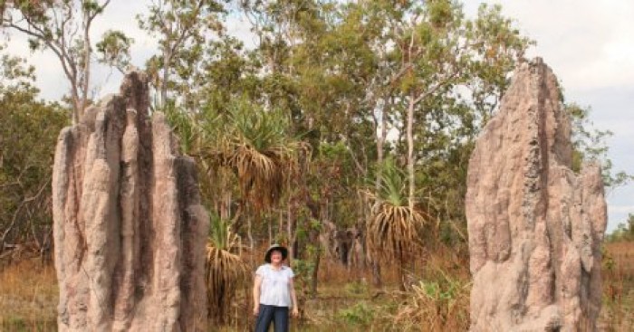 В Бразилии нашли огромные города термитов, которые видно из космоса