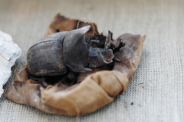 В Египте обнаружены редкие мумии