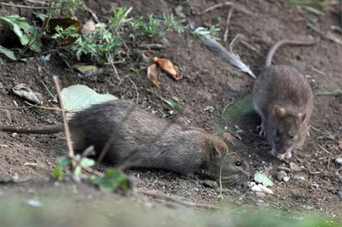 Зафиксирована новая опасная болезнь