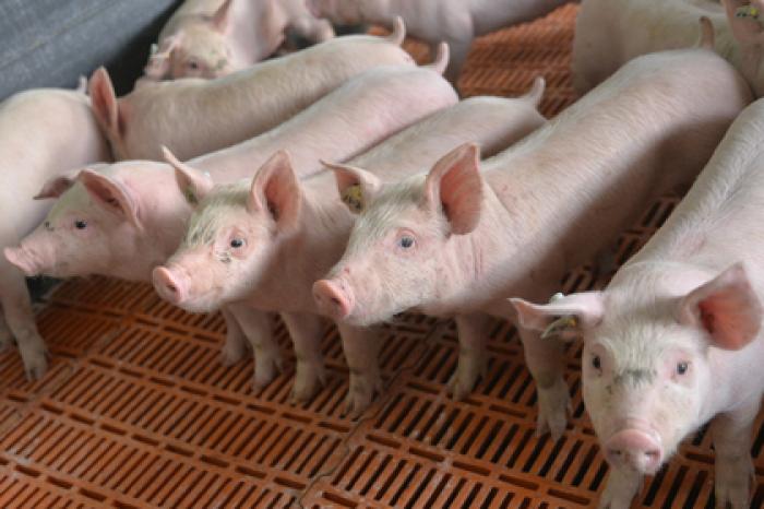 Мэр Сочи решил привлечь свиней к борьбе с грязью