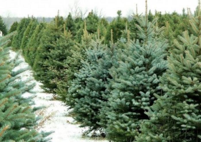 Первые рождественские елки появятся на рынках в середине декабря