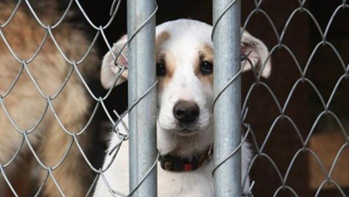 Полиция задержала двух живодеров из Флорешт, которые опубликовали в соцсетях фото со зверским убийством собаки