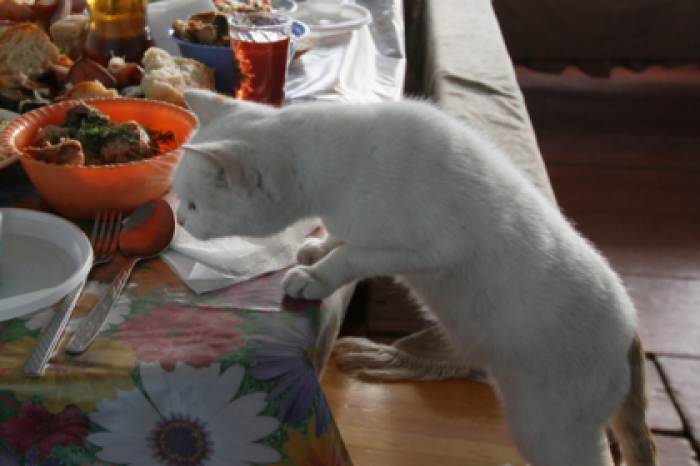 Россиянам рассказали о неожиданной опасности оливье