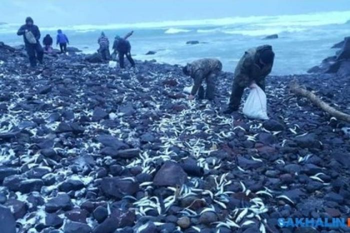 Российский берег завалило селедкой