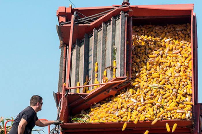 Сельскохозяйственный бум в России оказался ошибкой