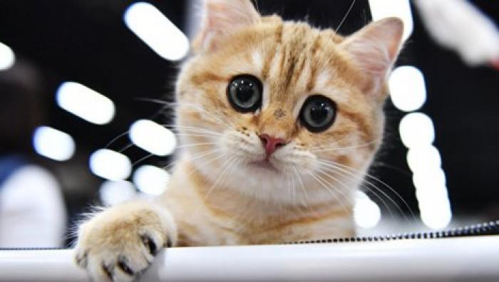 В Китае скоро может появиться на свет клонированный котенок