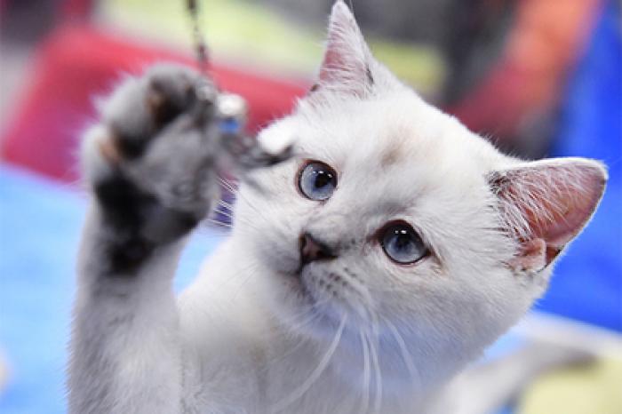 В России запретили контактные зоопарки и отстрел бездомных животных