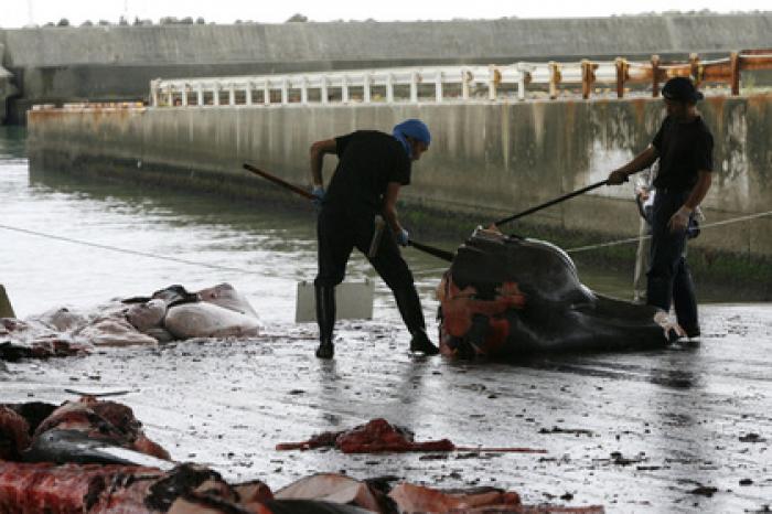 Япония решила в открытую убивать китов