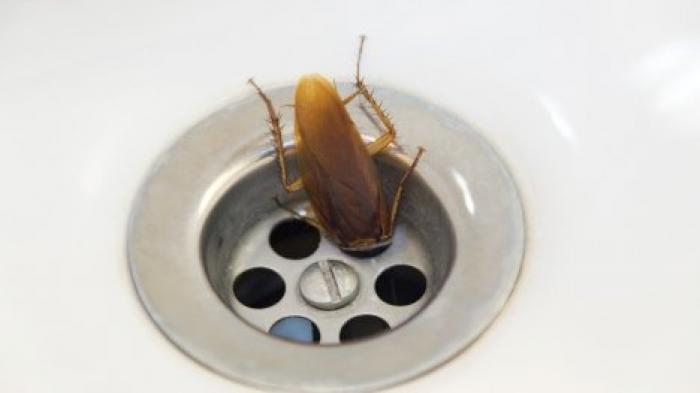 Аэрозоли против тараканов опаснее для людей, чем для насекомых