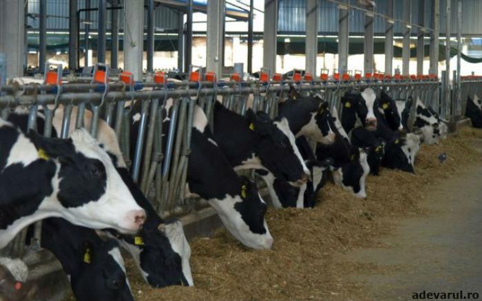 НАБПП советует животноводам