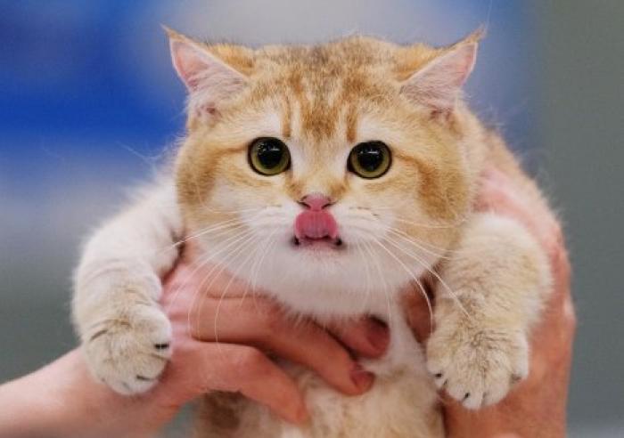 Названа неожиданная опасность домашних кошек