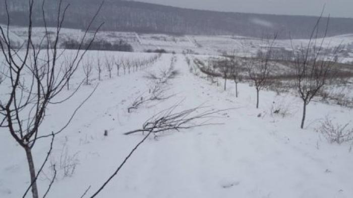 Неизвестные уничтожили сливовый сад в селе Хородка