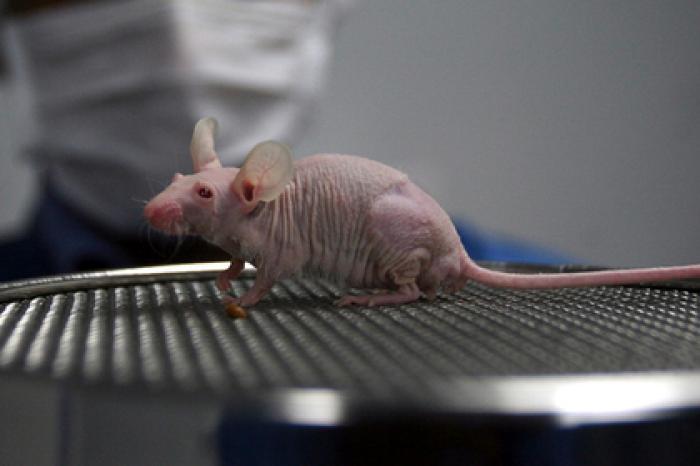 Опровергнута популярная гипотеза о мозге человека